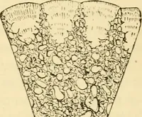 Picture 76 of 107 from Evenings at the microscope : or, Researches among the minuter organs and forms of animal life (1884), leaf 294
