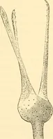 An illustration from Evenings at the microscope : or, Researches among the minuter organs and forms of animal life (1884)