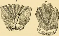 An illustration from Evenings at the microscope : or, Researches among the minuter organs and forms of animal life (1884)