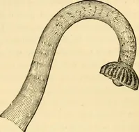An illustration from Evenings at the microscope : or, Researches among the minuter organs and forms of animal life (1884)