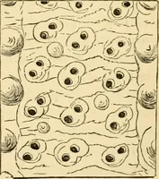 Picture 79 of 107 from Evenings at the microscope : or, Researches among the minuter organs and forms of animal life (1884), leaf 302