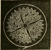 An illustration from Evenings at the microscope : or, Researches among the minuter organs and forms of animal life (1884)