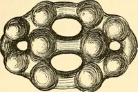 An illustration from Evenings at the microscope : or, Researches among the minuter organs and forms of animal life (1884)
