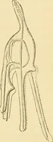An illustration from Evenings at the microscope : or, Researches among the minuter organs and forms of animal life (1884)