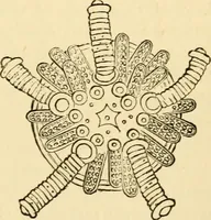 An illustration from Evenings at the microscope : or, Researches among the minuter organs and forms of animal life (1884)