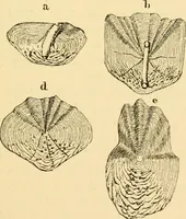 An illustration from Evenings at the microscope : or, Researches among the minuter organs and forms of animal life (1884)