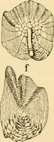 An illustration from Evenings at the microscope : or, Researches among the minuter organs and forms of animal life (1884)