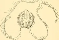 Picture 85 of 107 from Evenings at the microscope : or, Researches among the minuter organs and forms of animal life (1884), leaf 323