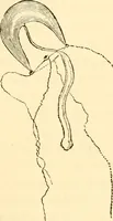 An illustration from Evenings at the microscope : or, Researches among the minuter organs and forms of animal life (1884)
