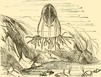An illustration from Evenings at the microscope : or, Researches among the minuter organs and forms of animal life (1884)