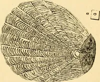 An illustration from Evenings at the microscope : or, Researches among the minuter organs and forms of animal life (1884)