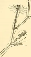 An illustration from Evenings at the microscope : or, Researches among the minuter organs and forms of animal life (1884)