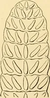 An illustration from Evenings at the microscope : or, Researches among the minuter organs and forms of animal life (1884)