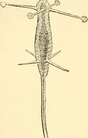An illustration from Evenings at the microscope : or, Researches among the minuter organs and forms of animal life (1884)