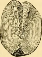 An illustration from Evenings at the microscope : or, Researches among the minuter organs and forms of animal life (1884)