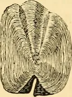 An illustration from Evenings at the microscope : or, Researches among the minuter organs and forms of animal life (1884)