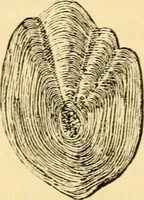 An illustration from Evenings at the microscope : or, Researches among the minuter organs and forms of animal life (1884)