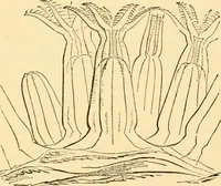 An illustration from Evenings at the microscope : or, Researches among the minuter organs and forms of animal life (1884)