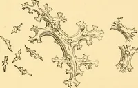 An illustration from Evenings at the microscope : or, Researches among the minuter organs and forms of animal life (1884)