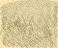 An illustration from Evenings at the microscope : or, Researches among the minuter organs and forms of animal life (1884)