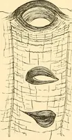 An illustration from Evenings at the microscope : or, Researches among the minuter organs and forms of animal life (1884)