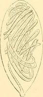 Picture 97 of 107 from Evenings at the microscope : or, Researches among the minuter organs and forms of animal life (1884), leaf 383