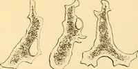 An illustration from Evenings at the microscope : or, Researches among the minuter organs and forms of animal life (1884)