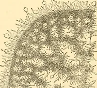 An illustration from Evenings at the microscope : or, Researches among the minuter organs and forms of animal life (1884)