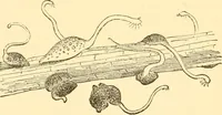 An illustration from Evenings at the microscope : or, Researches among the minuter organs and forms of animal life (1884)