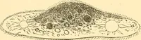 An illustration from Evenings at the microscope : or, Researches among the minuter organs and forms of animal life (1884)