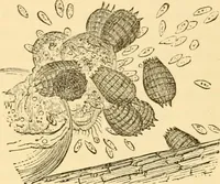 Picture 103 of 107 from Evenings at the microscope : or, Researches among the minuter organs and forms of animal life (1884), leaf 412