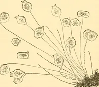 An illustration from Evenings at the microscope : or, Researches among the minuter organs and forms of animal life (1884)