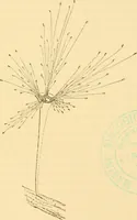 Picture 105 of 107 from Evenings at the microscope : or, Researches among the minuter organs and forms of animal life (1884), leaf 420