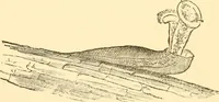 An illustration from Evenings at the microscope : or, Researches among the minuter organs and forms of animal life (1884)