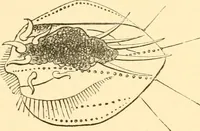 An illustration from Evenings at the microscope : or, Researches among the minuter organs and forms of animal life (1884)