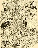 Picture 18 of 107 from Evenings at the microscope : or, Researches among the minuter organs and forms of animal life (1884), leaf 45