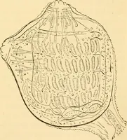 Picture 19 of 107 from Evenings at the microscope : or, Researches among the minuter organs and forms of animal life (1884), leaf 46