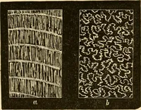 Picture 20 of 107 from Evenings at the microscope : or, Researches among the minuter organs and forms of animal life (1884), leaf 54