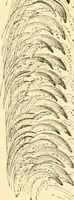 An illustration from Evenings at the microscope : or, Researches among the minuter organs and forms of animal life (1884)