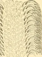 An illustration from Evenings at the microscope : or, Researches among the minuter organs and forms of animal life (1884)