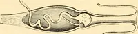An illustration from Evenings at the microscope : or, Researches among the minuter organs and forms of animal life (1884)