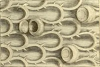 Picture 25 of 107 from Evenings at the microscope : or, Researches among the minuter organs and forms of animal life (1884), leaf 75
