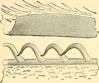 An illustration from Evenings at the microscope : or, Researches among the minuter organs and forms of animal life (1884)
