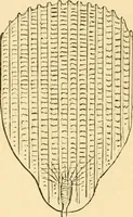 An illustration from Evenings at the microscope : or, Researches among the minuter organs and forms of animal life (1884)