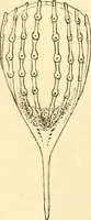 An illustration from Evenings at the microscope : or, Researches among the minuter organs and forms of animal life (1884)