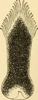 An illustration from Evenings at the microscope : or, Researches among the minuter organs and forms of animal life (1884)