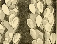 Picture 32 of 107 from Evenings at the microscope : or, Researches among the minuter organs and forms of animal life (1884), leaf 96