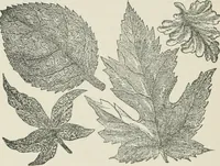 Picture 29 of 34 from Everybody's paint book : a complete guide to the art of outdoor and indoor painting (1905), leaf 154