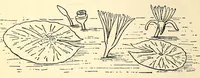 Picture 9 of 17 from Evolution in art: as illustrated by the life-histories of designs (1895), leaf 168
