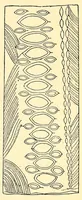 An illustration from Evolution in art: as illustrated by the life-histories of designs (1895)